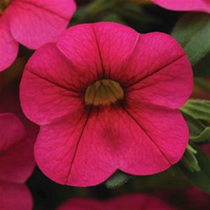 Callie - Callibrachoa Million Bells Hanging Basket Choose color